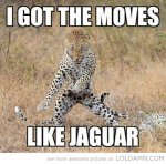 funny-jaguar-moves-dance-cat.jpg